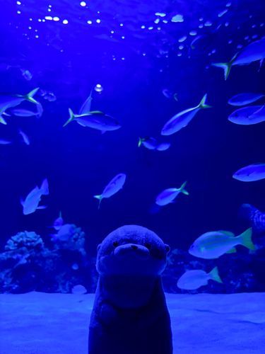 やまだです。
今日はとある水族館に行ってきました。やまだの出身とは違う場所なのですが、静かに揺蕩うお魚さんたちを見ているとやっぱり落ち着きます。やまだと一緒にお土産ショップにいた彼らはどうしているだろう。久しぶりに実家に顔を出しに行こうかななんて、少しノスタルジーに浸ってしまうやまだです。