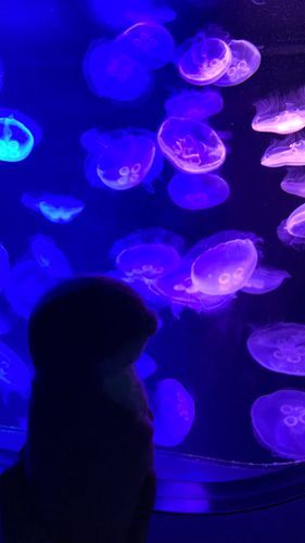 やまだです。
水族館のお写真vol.2をお届けします。クラゲさんは体の約95%が水分でできているそうです。やまだも日々の潤いが必要なお年頃。己のカワウソ生においての潤いを、やまだは今でも探し続けています。