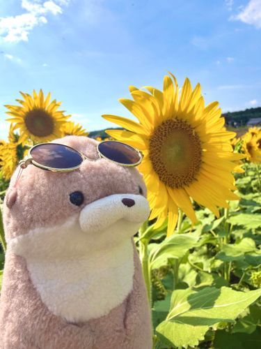 やまだです。
ひたむきに咲き誇る向日葵の隣にお邪魔しました。暑い日差しに思わず下を向いてしまいがちな日々ですが、飼い主に与えられたこのサングラスをオトモに、やまだも負けじと前を向いて生きていこうと思います。