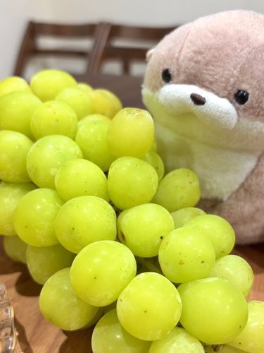 やまだです。
ポーカーフェイスを装っていますが、突如として目の前に現れた大量の旬のフルーツに大興奮です。有頂天です。飼い主、もちろんこれ全部、やまだのものですよね？