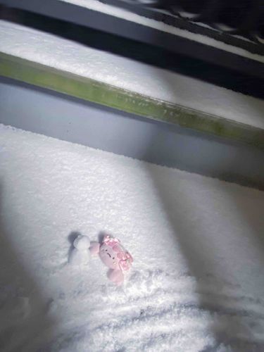 この前、おそと、ゆきがつもってたんだ！
うめこ、ゆきはじめてだからうれしくてお外まっくらなのに遊んでたんだ⛄️
あるじに見つかっちゃったけど見逃してくれたんだ。
あさ、ゆきだるまさんいなくなってた・・・。どこにいったんだろう