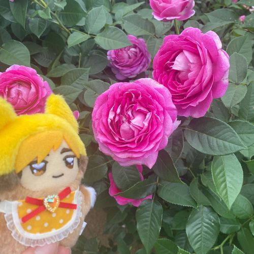 バラ園に行った時の写真🌹