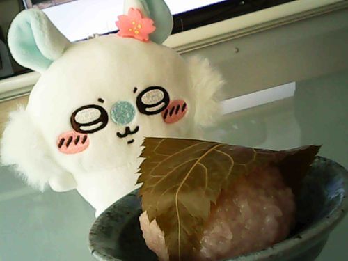 春です🌸