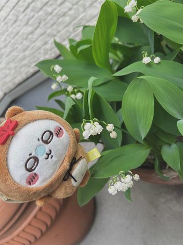 今年もいい感じに咲いた