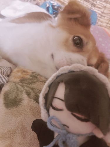 きょうのあさ

母親の布団で寝るいぬさんとの接近を試みるﾅﾚｰﾀｰさん

頭のヘッドドレスを取られかけました

*…可愛いな*