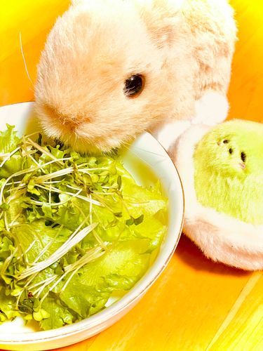 ひさちゃん、お友達のピスタチオちゃんと一緒にしっかり野菜を食べるよ〜！🥬✨
(このあとウナギも出てくるの…わくわく✨)
