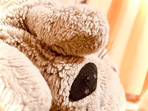 おなかもふもふってみんなに褒められてトトちゃん照れちゃったよ〜💦

トトちゃん、照れ屋さんなの！！
(お姉ちゃん、次はひさちゃんのお写真も撮ってね！✨)

by.ひさちゃん🍒