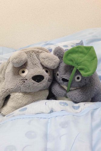 だいぶ前に撮った
トトちゃん(ひだり)の妹のモモちゃん(みぎ)とぴったんこ写真！
モモちゃんはっぱ持ってるのカワイイなぁ🤭

トトちゃんたちとやっぱりぴったんこ写真はうれしたのしいね〜とうきうき過去写真発掘しました(๑˃̵ᴗ˂̵)و 

みんな元気でたのしい週末を🍀

主ぬし🍒✨️より