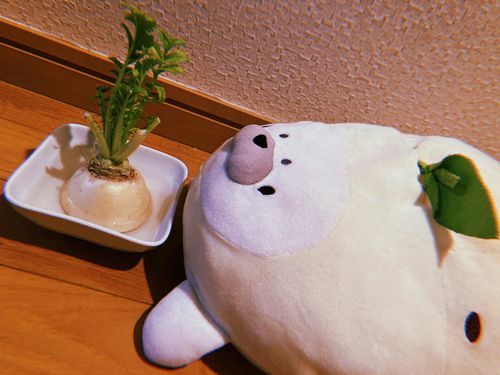 大根ﾉ葉ｯﾊﾟ 育ﾃｨﾃｨﾙﾝﾀﾞ〜
ぼくﾉ葉ｯﾊﾟﾐﾀｲﾆ 元気ﾆ育ﾂﾝﾀﾞｭ