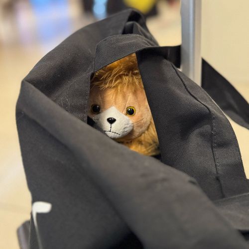 かいぬし の こと かくれて みてる