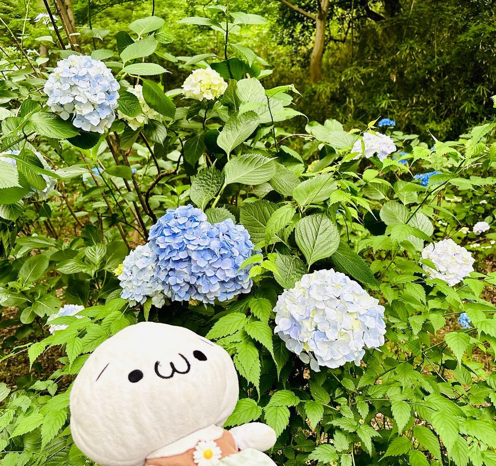 紫陽花見てきたよ〜！