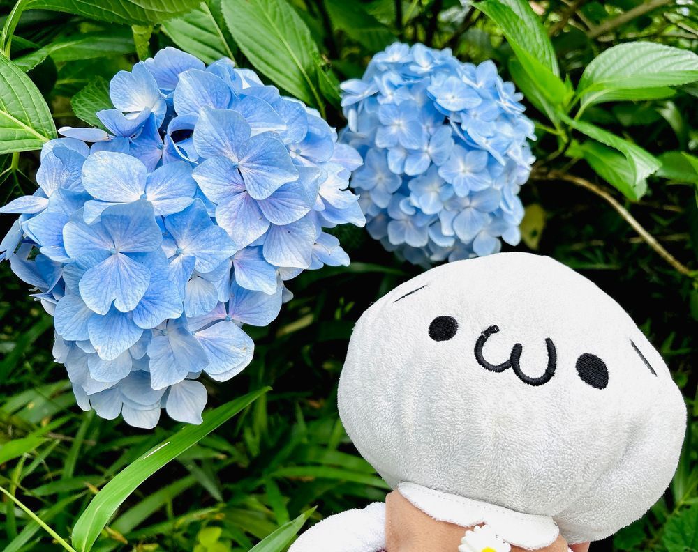 紫陽花見てきたよ〜！