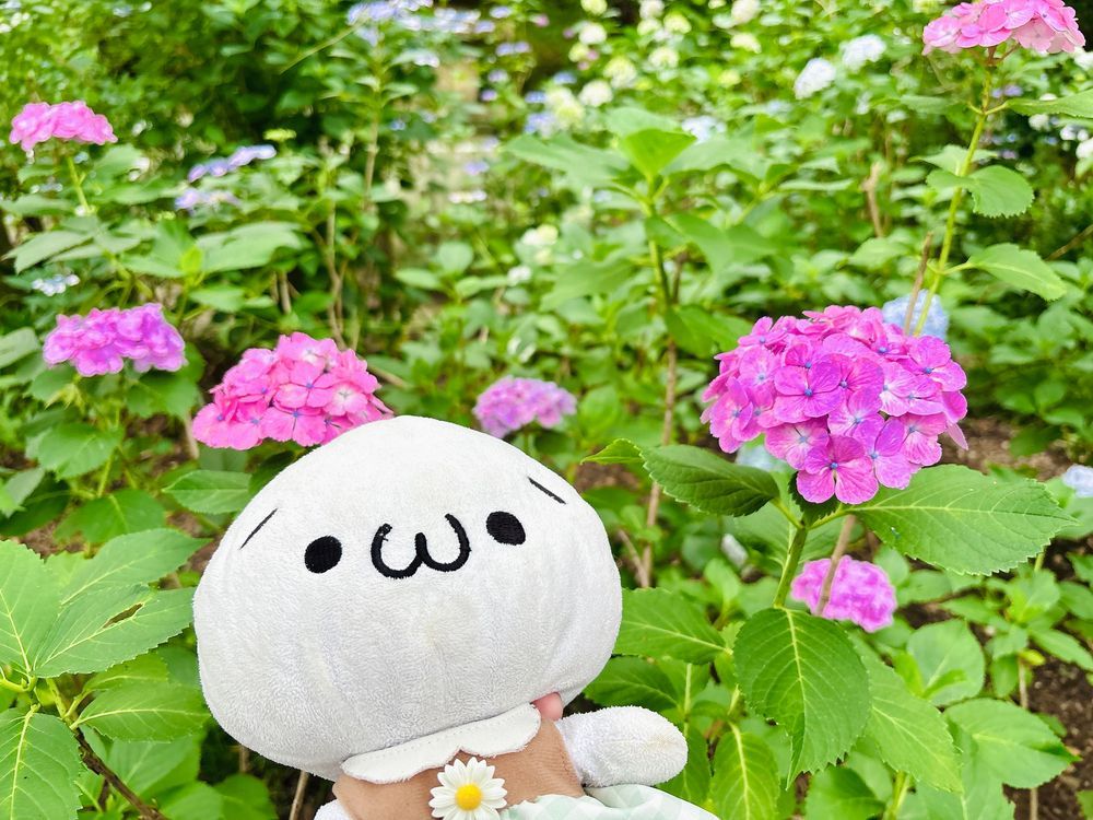 紫陽花！たのしかった
