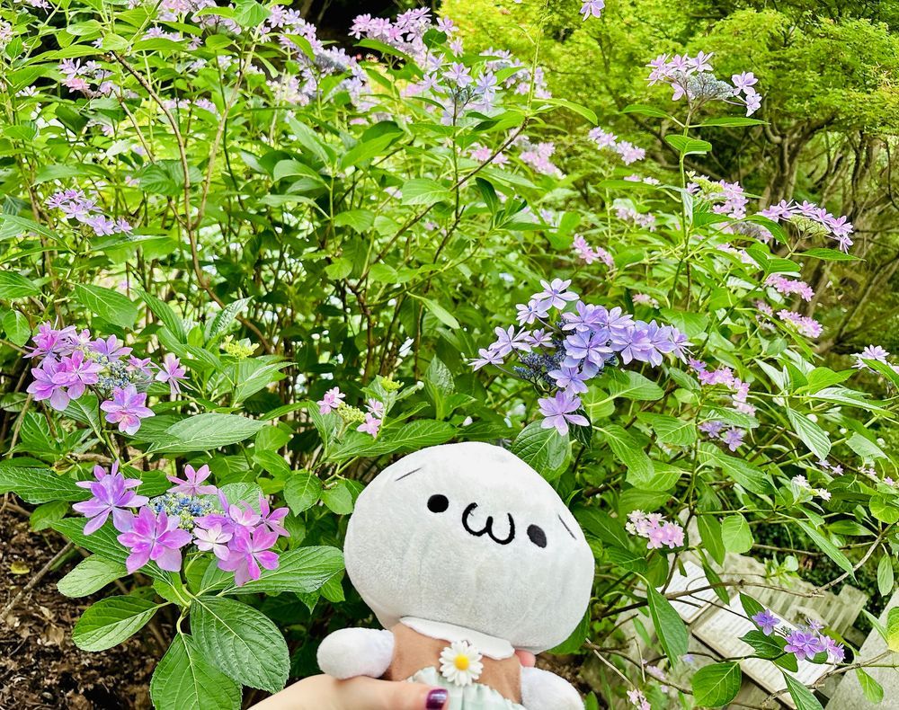 紫陽花！たのしかった