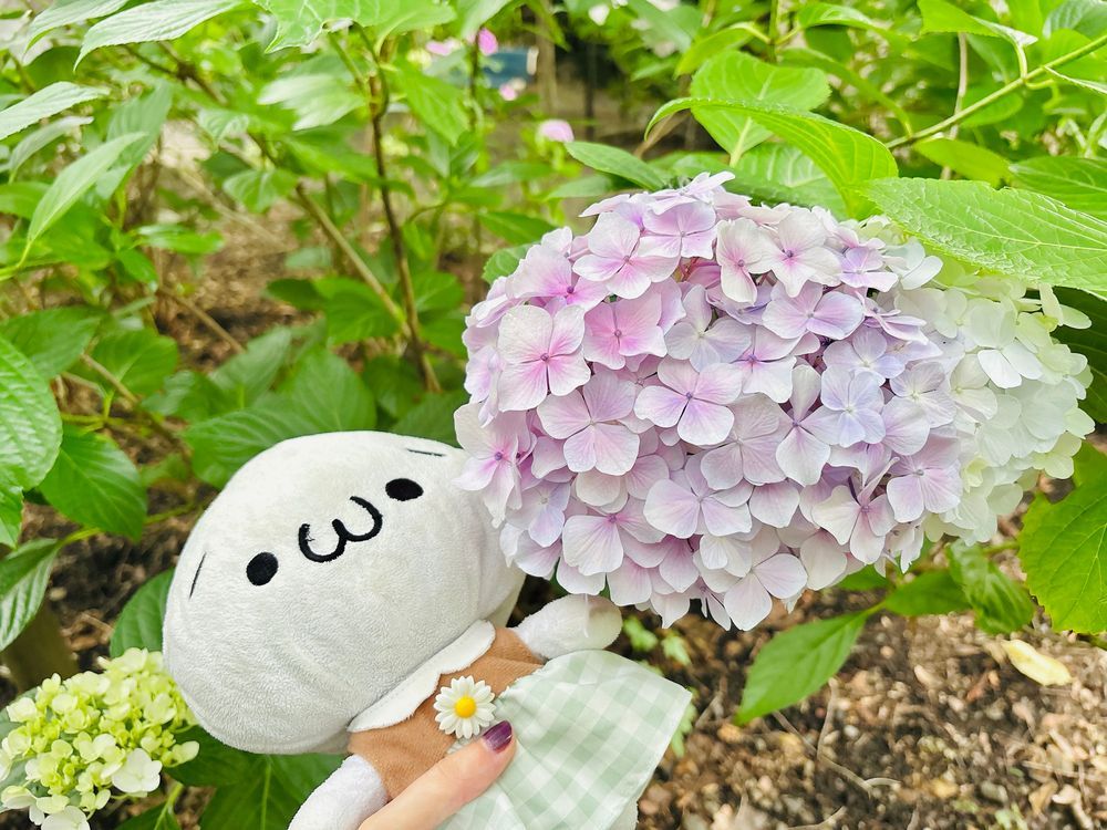 紫陽花！たのしかった