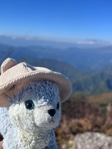 高い山に登ったよ🐾うるちうるち