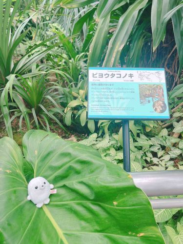 しょくぶつえん！