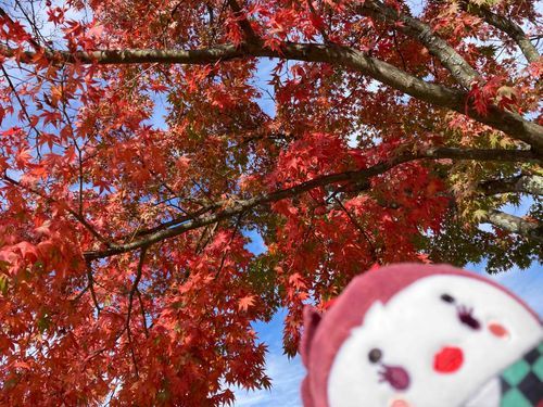 🍁🍁🍁