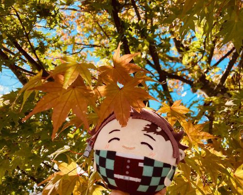 🍁🍁
