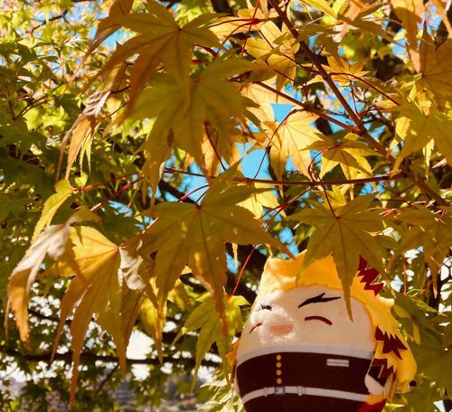 また一緒に🍁見に行きたいな