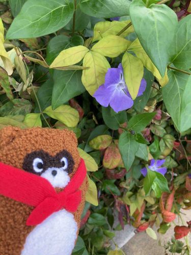 つるにちにち草！