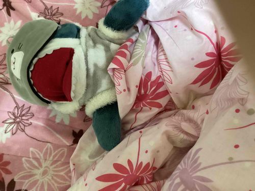 もぐが寝てる時に盗撮された😴