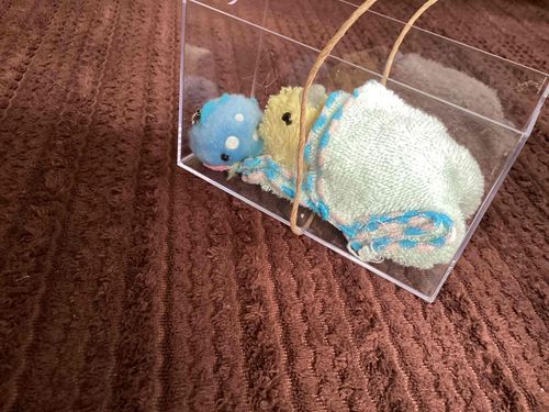 インコが寝てる！
今度こそ食ってやr