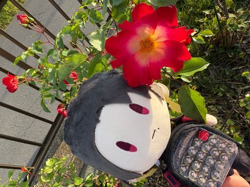 ことしも　おれいろのばら🌹
さいたよー❤️