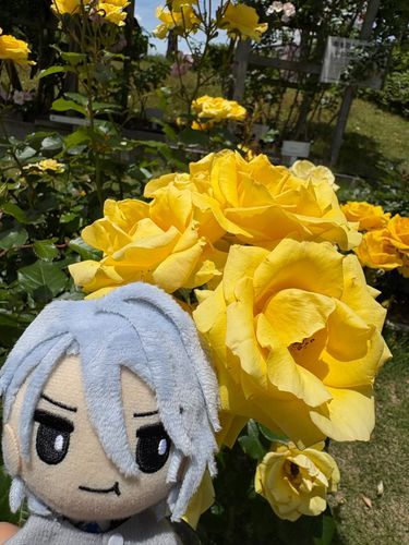 はじめましてかな
あるじとすたばにいって
ぶじにたんぶらーげっとかな
かえりにばらがさいてたから
きねんさつえい📷