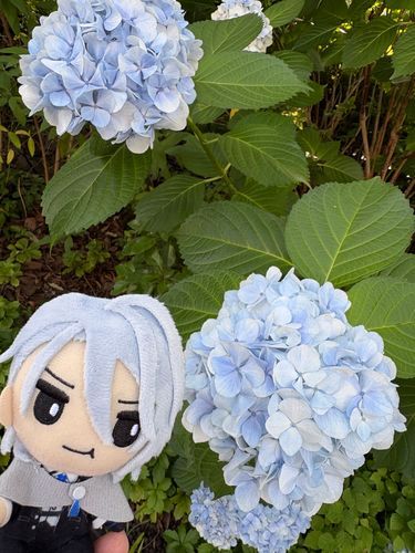 あじさいがとてもきれいで
ゆー💙かな