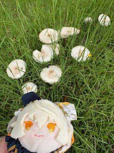 あるじー
ぼくときのこ🍄にてないよー😡
