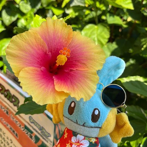 こんにちは🌺
これもちょっと前写真📷