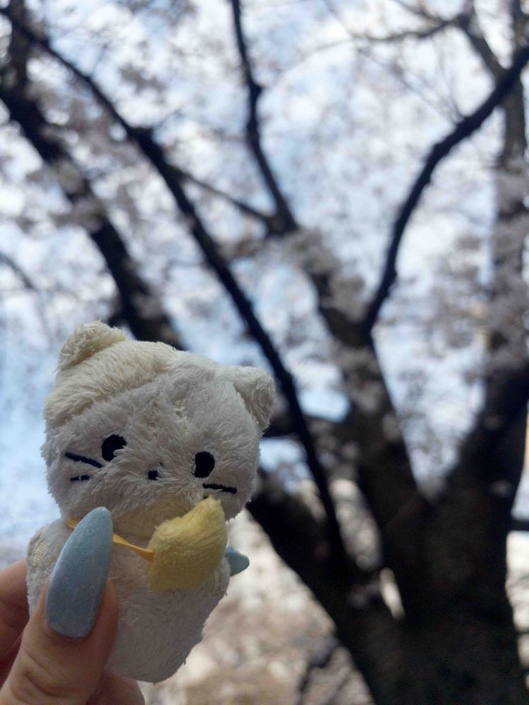 ぴんとあわせるのってむずいな、、、、🌸
