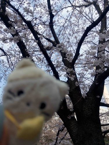 ぴんとあわせるのってむずいな、、、、🌸