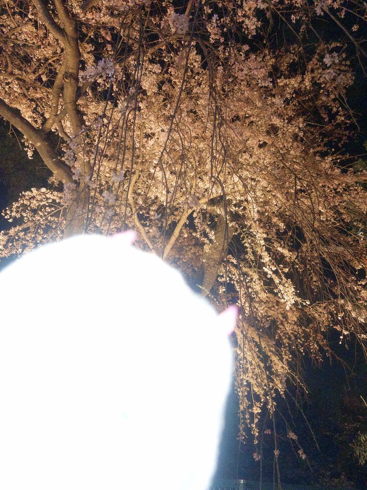 桜とおれ ×3