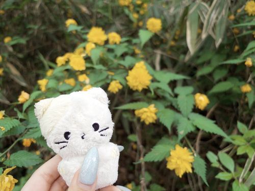 だいしぜんさんさく🌱このきいろいおはな なんてなまえだろ？

