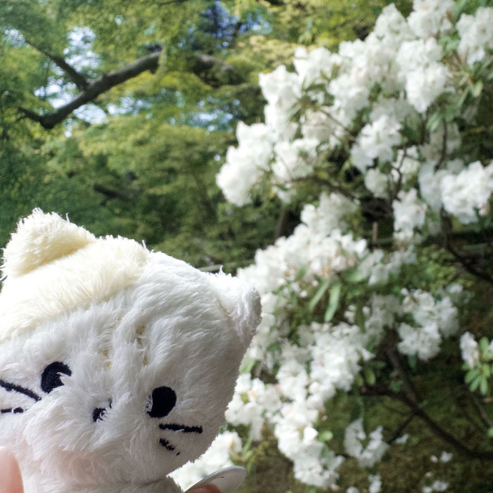 かまくらに おでかけしてきた🚃✨️
いちまいめ、「とんび」にさらわれないかひやひやしたぜ…💧‬いまのじきはかぜもここちよくて りふれっしゅにぴったりだな～