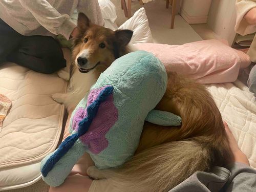 わんわんさん、ふわふわだぬ〜。