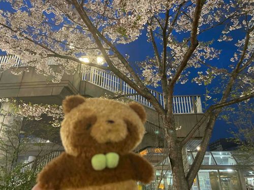 桜🌸きれいだね！