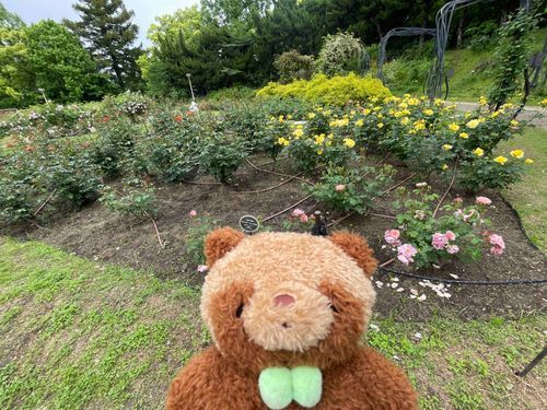 お友達と公園にきたよ！バラっていろんな種類があるんだね！