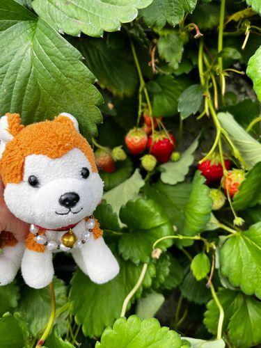 いちご狩り🍓
