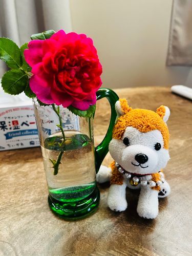 一輪さきました🌹