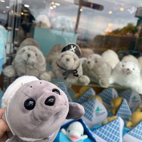 同じ種族がいたきゅ〜🦭
でも、ごまーち🦭がいちばんきゅ〜🦭❕