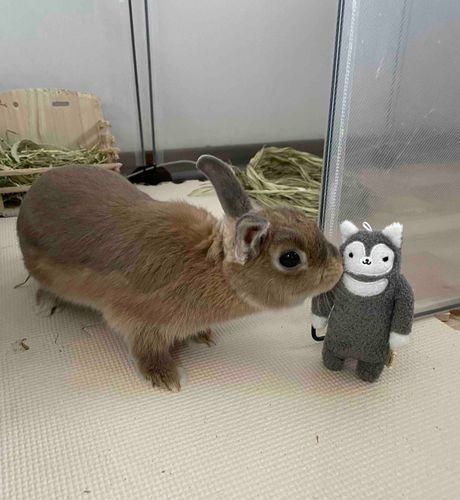 主のお友達が飼っているうさぎのクッキーちゃん！ぼくに興味津々でとってもフレンドリー、ぼくはちょっと緊張しちゃった😅