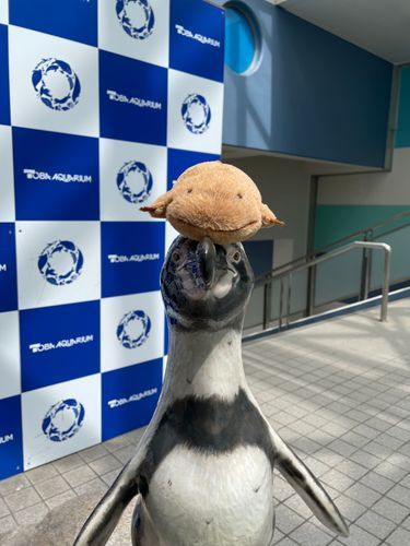 鳥羽水族館に来たよ！ほあちゃんがいない…と思ったらペンギンさんに乗ってたぁー！