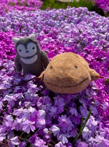 芝桜ってまさにお花の絨毯だよね！花びらふわふわで眠たくなってきちゃった
