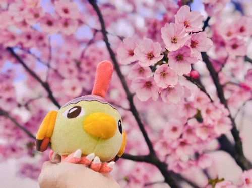 満開🌸