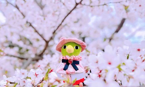 お花見したよ🌸