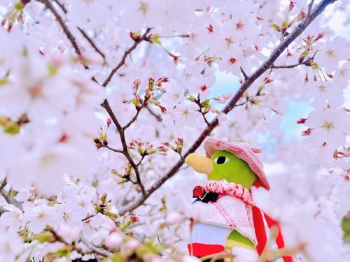 🌸✨