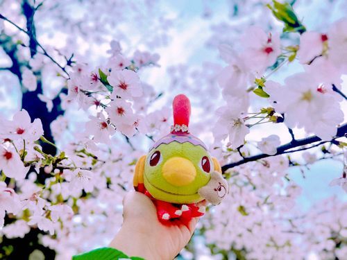 桜に囲まれて嬉しいネイティ